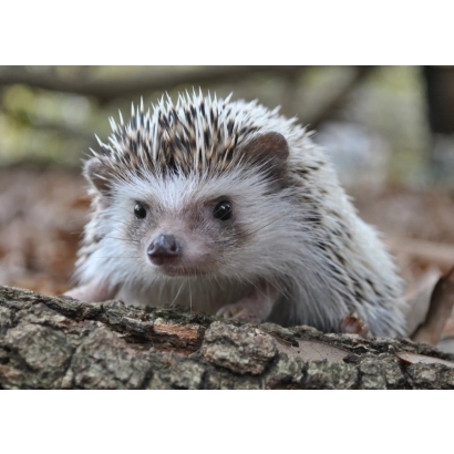 hedgehog 刺蝟.jpg