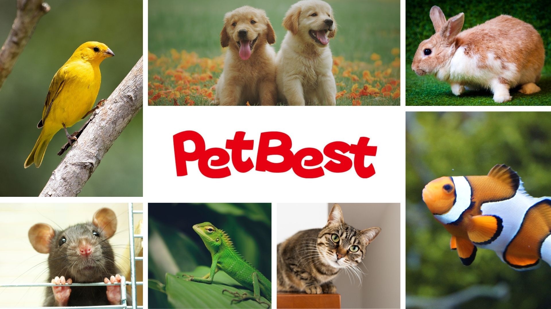 PetBest